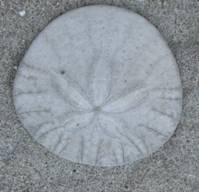 sand dollar test